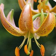 Early Bird - floret